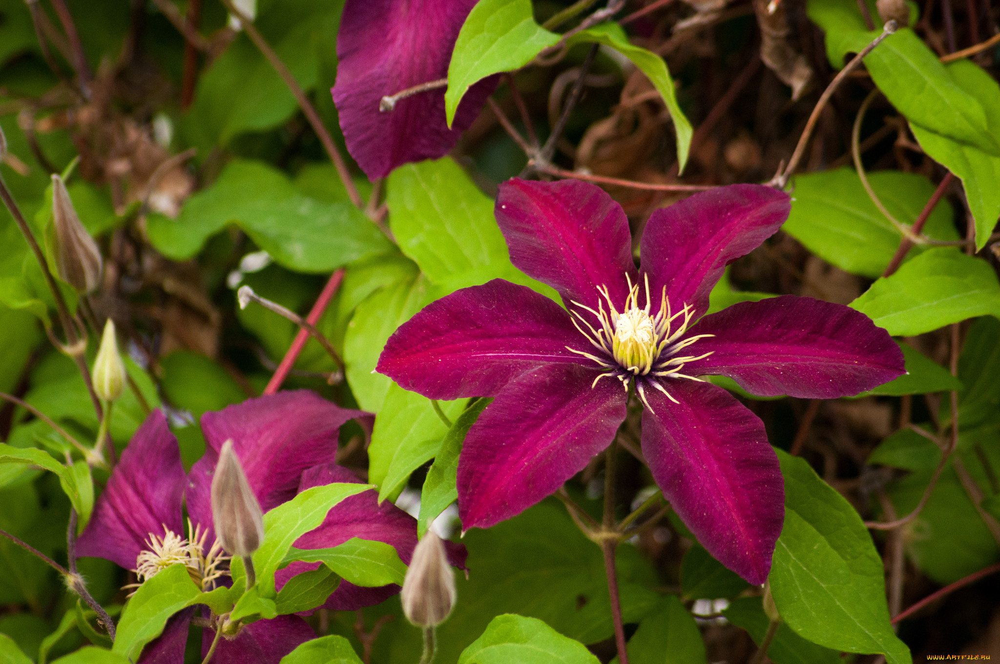 Clematis. Клематис Mikelite. Клематис Ломонос. Клематис микелите. Клематис Пинк Бьюти.